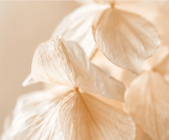Translucent ivory petals unfurling from a soft golden center